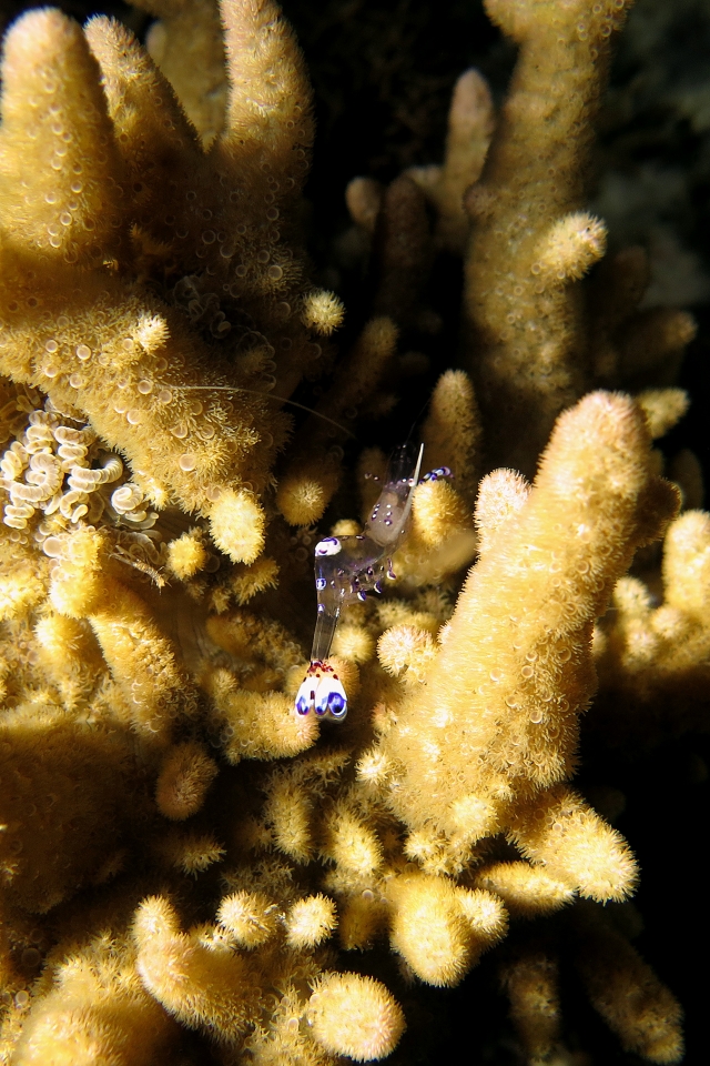 Ancylomenes sarasvati, Sinularia sp., Heteractis aurora