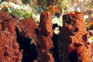 Eponge, Nausithoe punctata, Polydorella prolifera