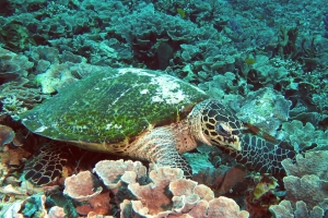 Eretmochelys imbricata