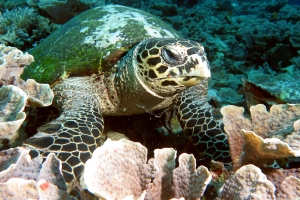 Eretmochelys imbricata