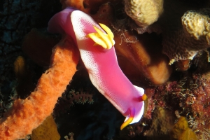 Hypselodoris apolegma
