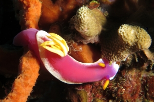 Hypselodoris apolegma