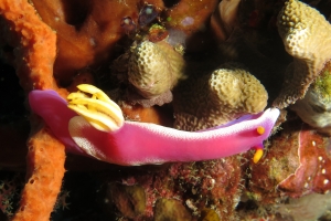 Hypselodoris apolegma