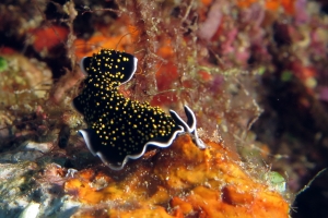 Thysanozoon nigropapillosum