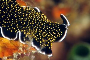 Thysanozoon nigropapillosum