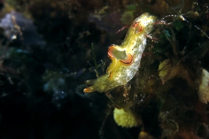 Elysia marginata