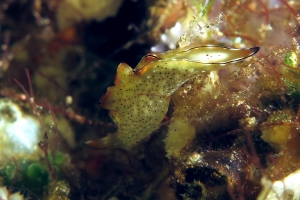 Elysia marginata