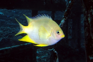 Amblyglyphidodon aureus