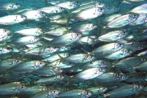 Decapterus russelli