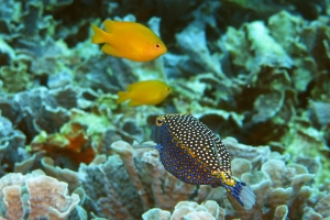 Ostracion meleagris, Pomacentrus moluccensis