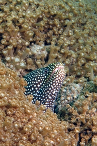 Gymnothorax meleagris
