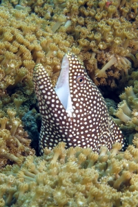 Gymnothorax meleagris