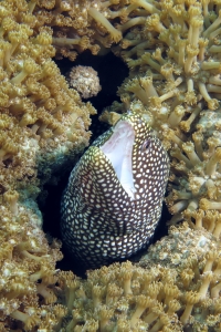 Gymnothorax meleagris