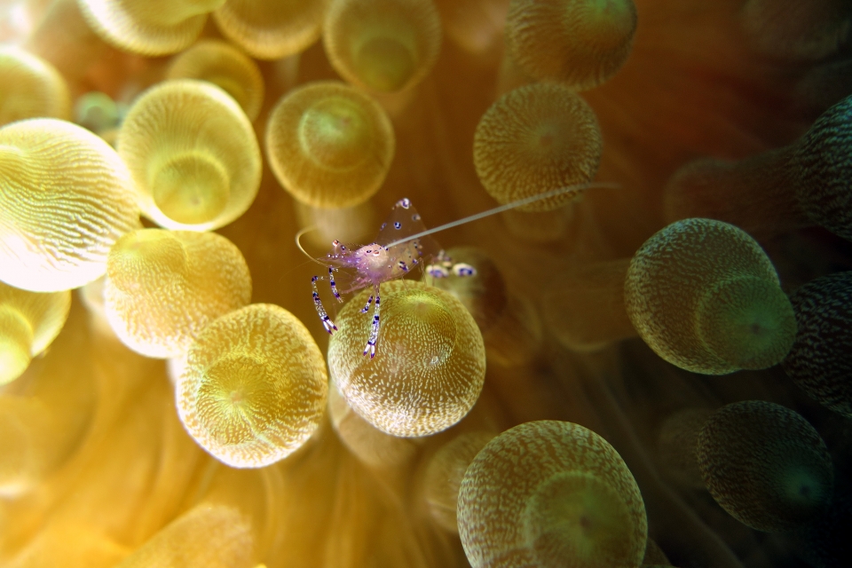 Ancylomenes sarasvati