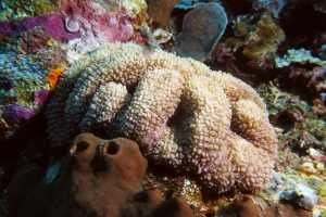 Corail