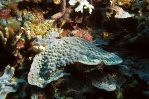 Corail