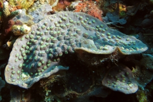 Corail