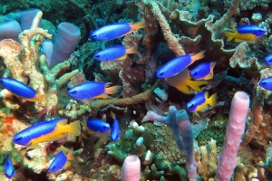 Pomacentrus auriventris, Pomacentrus caeruleus