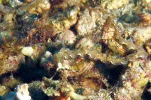 Pteraeolidia semperi