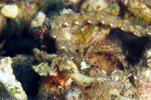 Pteraeolidia semperi