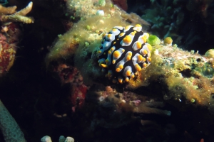 Phyllidia varicosa