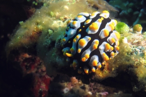 Phyllidia varicosa