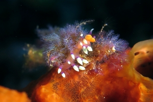 Coryphellina exoptata