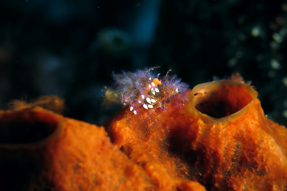 Coryphellina exoptata