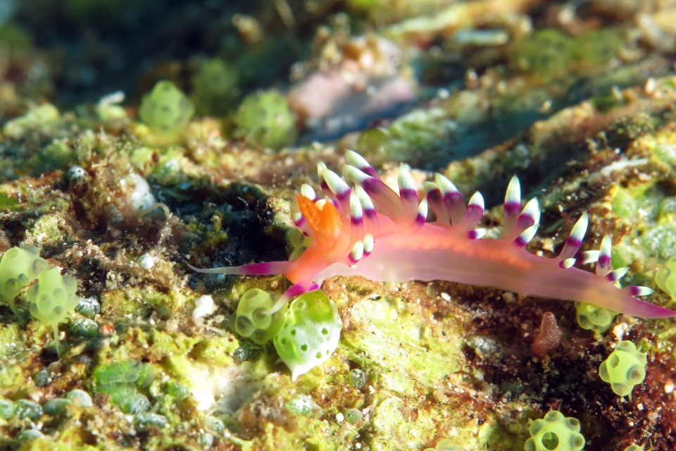 Coryphellina exoptata