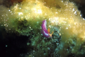 Antonietta sp.1