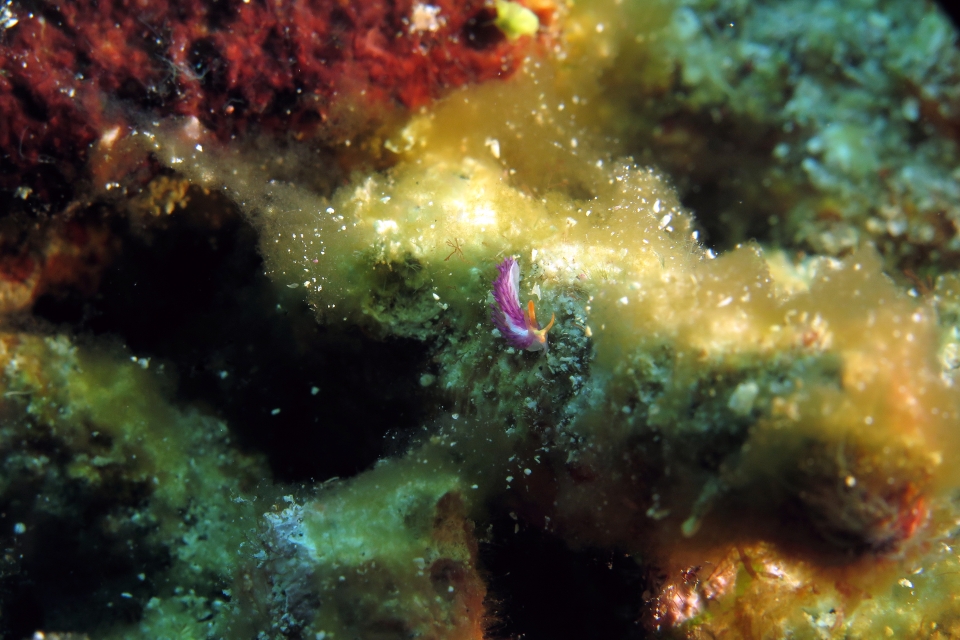 Antonietta sp.1