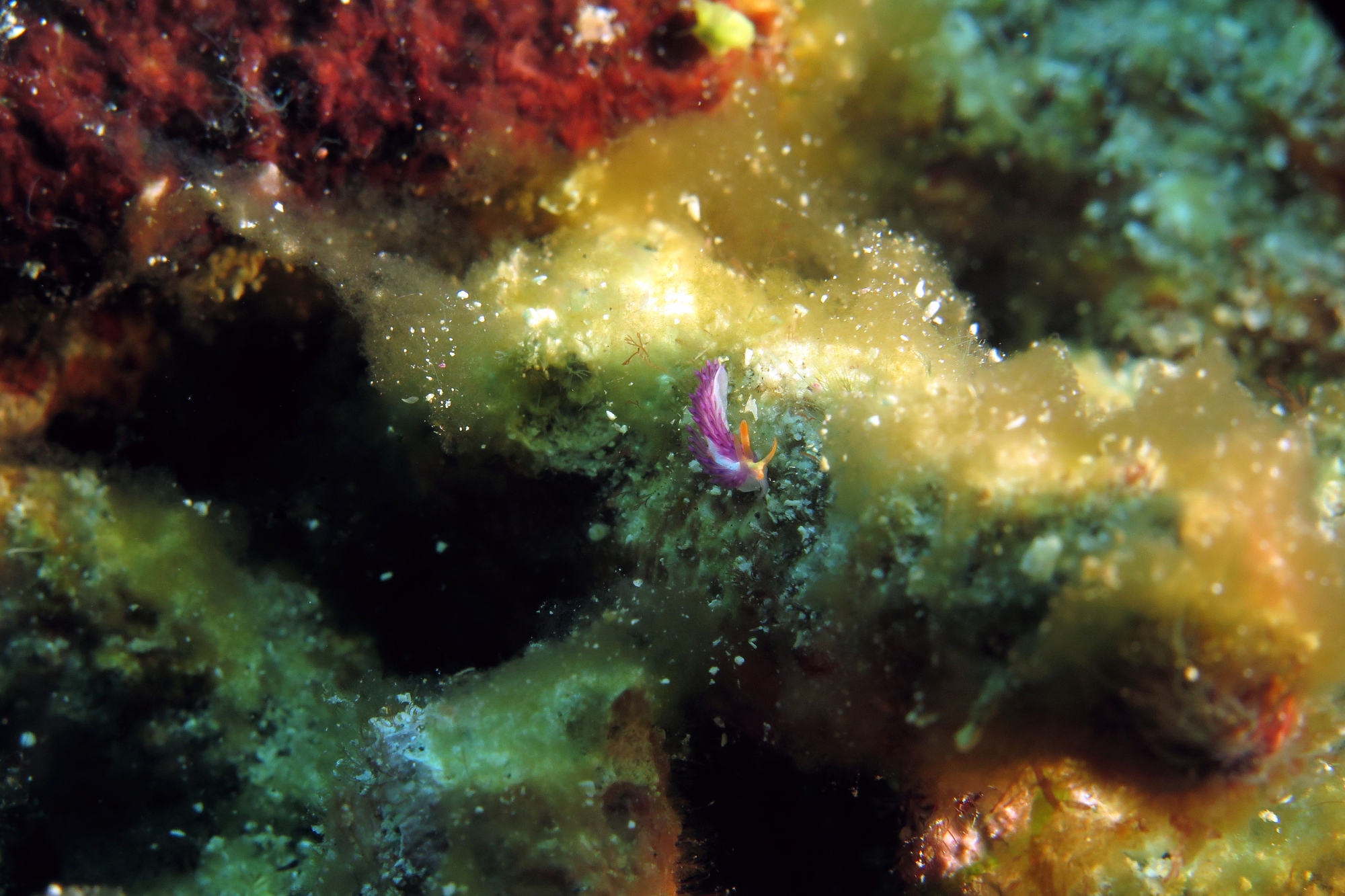Antonietta sp.1