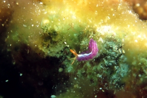 Antonietta sp.1