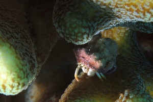 Calcinus minutus, Pocillopora