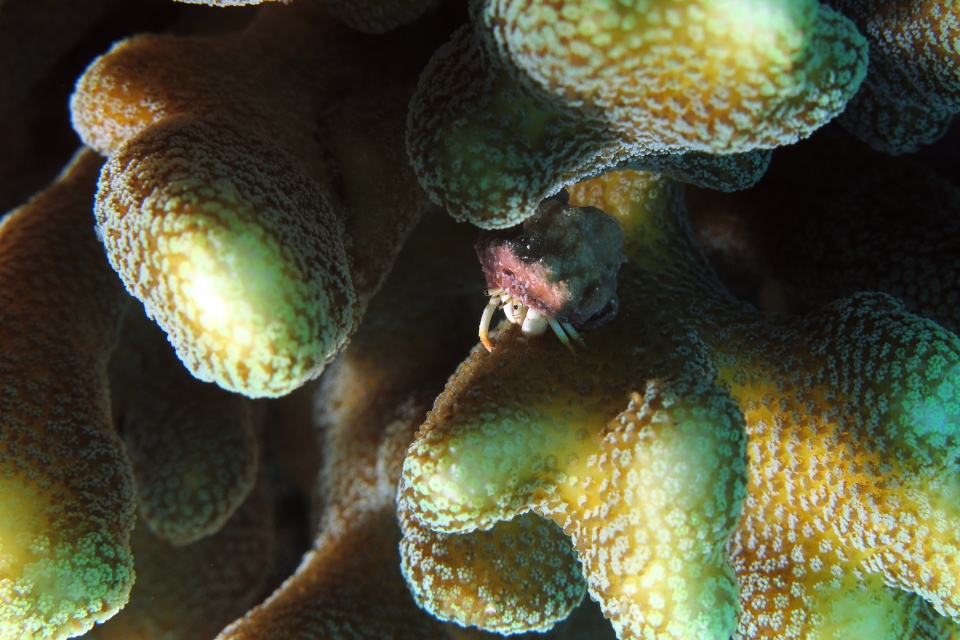 Calcinus minutus, Pocillopora