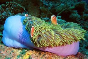 Amphiprion perideraion, Heteractis magnifica