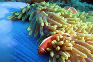 Amphiprion perideraion, Heteractis magnifica