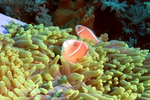 Amphiprion perideraion, Heteractis magnifica