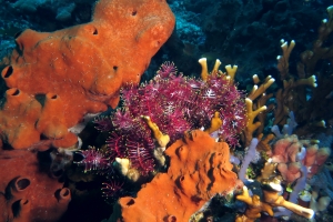 Crinoïde, Millepora dichotoma, Eponge