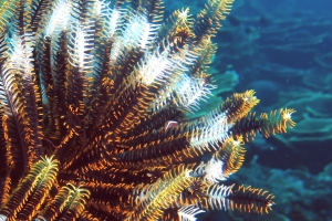 Crinoïde, Discotrema crinophilum