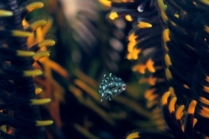 Crinoïde, Poisson juvénile