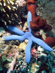 Linckia laevigata