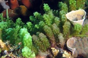 Caulerpa racemosa