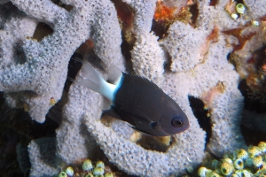 Pycnochromis margaritifer, Eponge