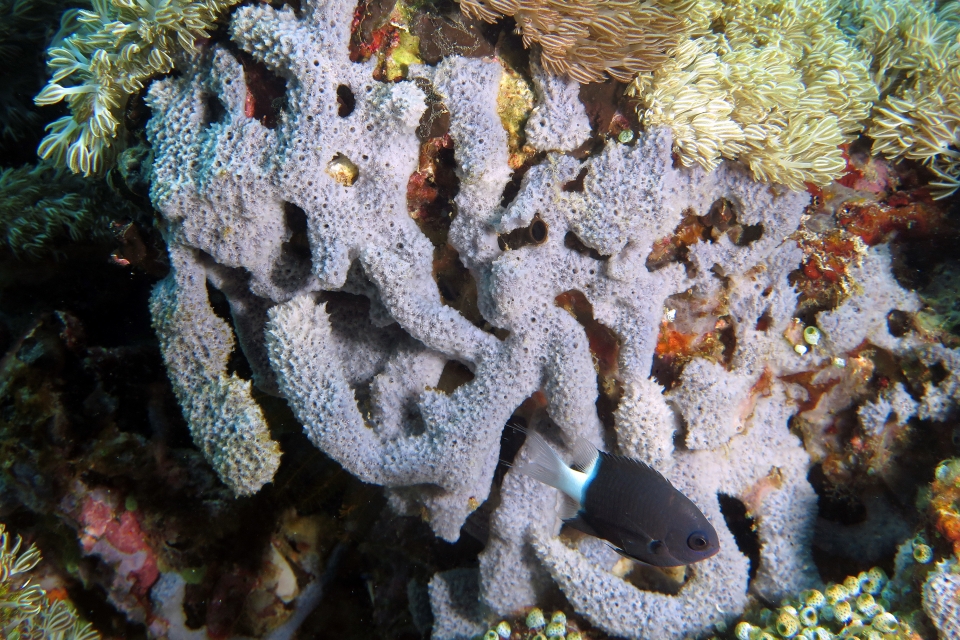 Pycnochromis margaritifer, Eponge
