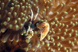 Neopetrolisthes ohshimai, Stichodactyla sp.