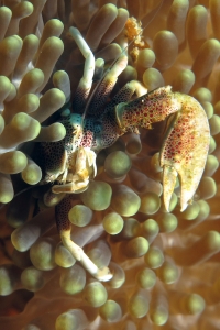 Neopetrolisthes ohshimai, Stichodactyla sp.