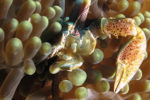 Neopetrolisthes ohshimai, Stichodactyla sp.