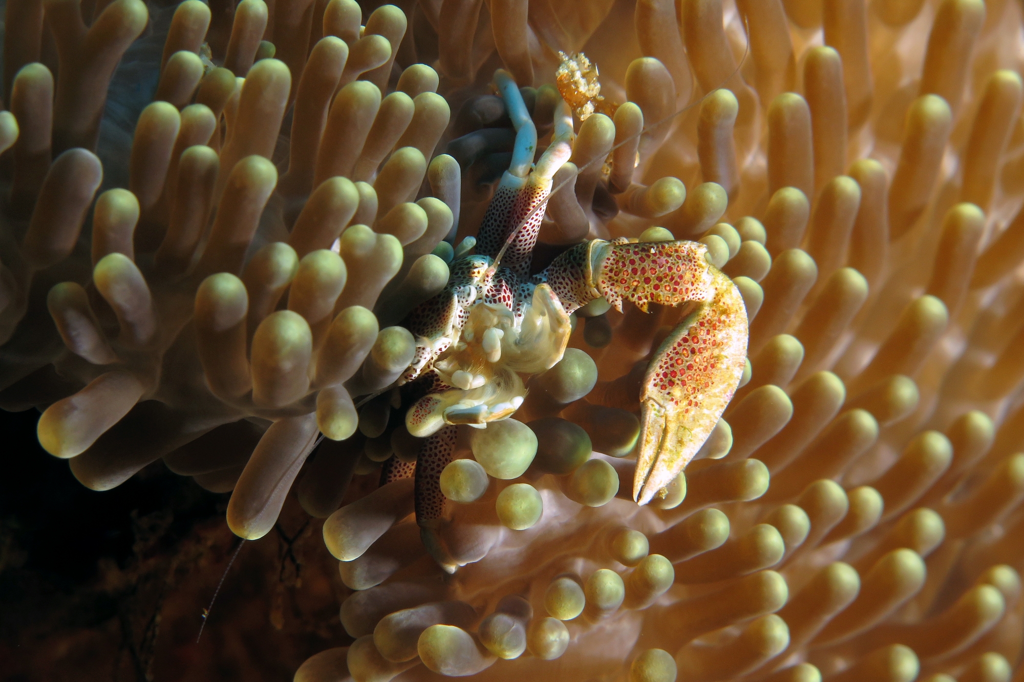 Neopetrolisthes ohshimai, Stichodactyla sp.