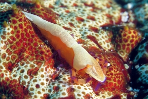 Zenopontonia rex, Thelenota anax